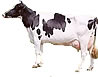 Holstein Expo