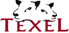 texel sheep