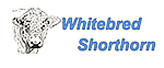 Whitebred Shorthorn
