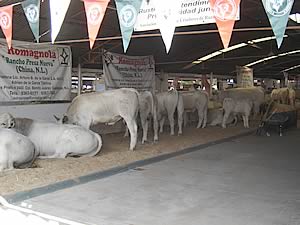 El pasado mes de octubre se llevó a cabo la Muestra Nacional del ganado de razas italianas, dentro del marco de la ExpoFeria Ganadera Jalisco 2004, distinguido evento reconocido a nivel nacional e internacional