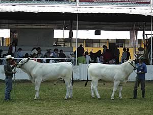 LA PRESENCIA DE LAS RAZAS ITALIANAS EN JALISCO